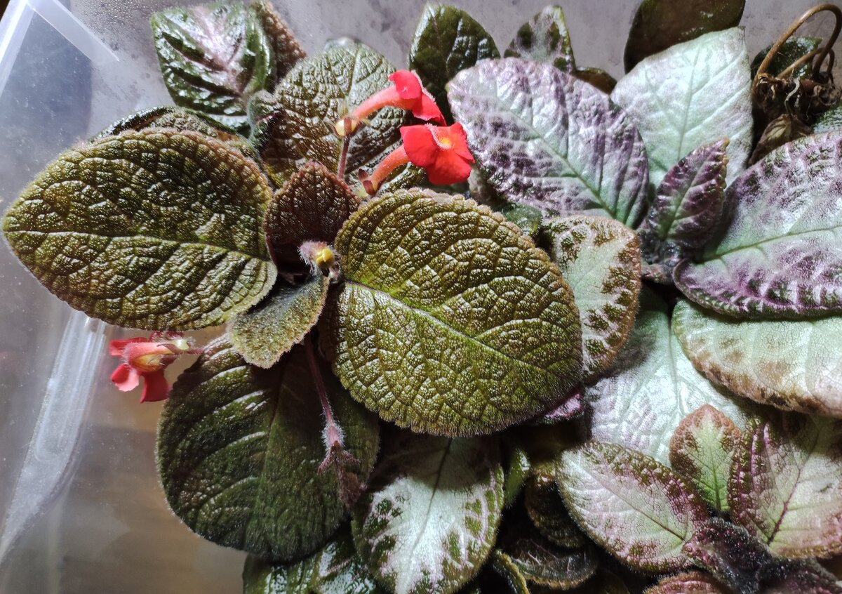 Мои сеянцы (ИТ): Яблочный Мармелад, Шашки и Белое Золото