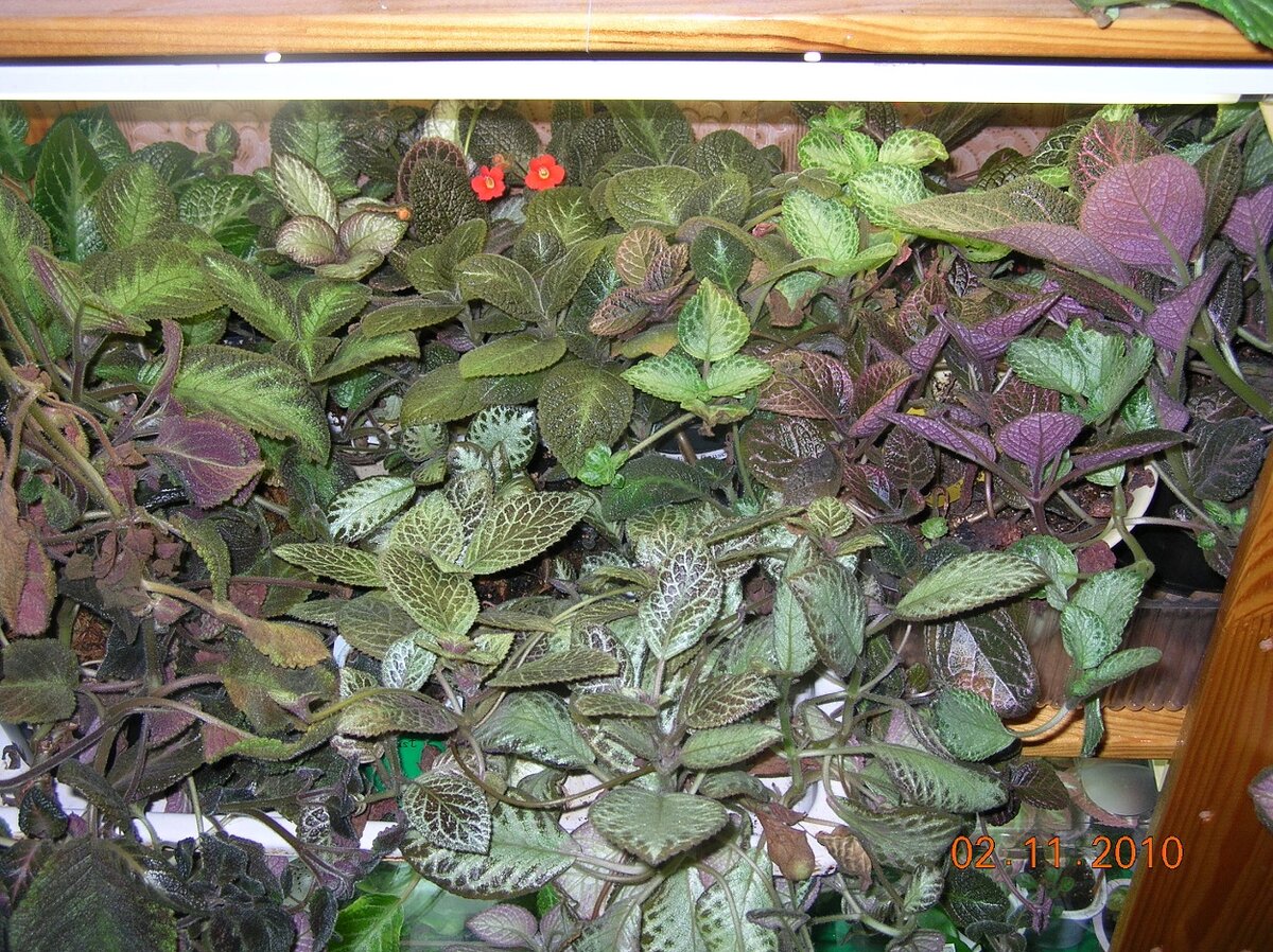 Полка "эписциевого" стеллажа. Фото 2010г.