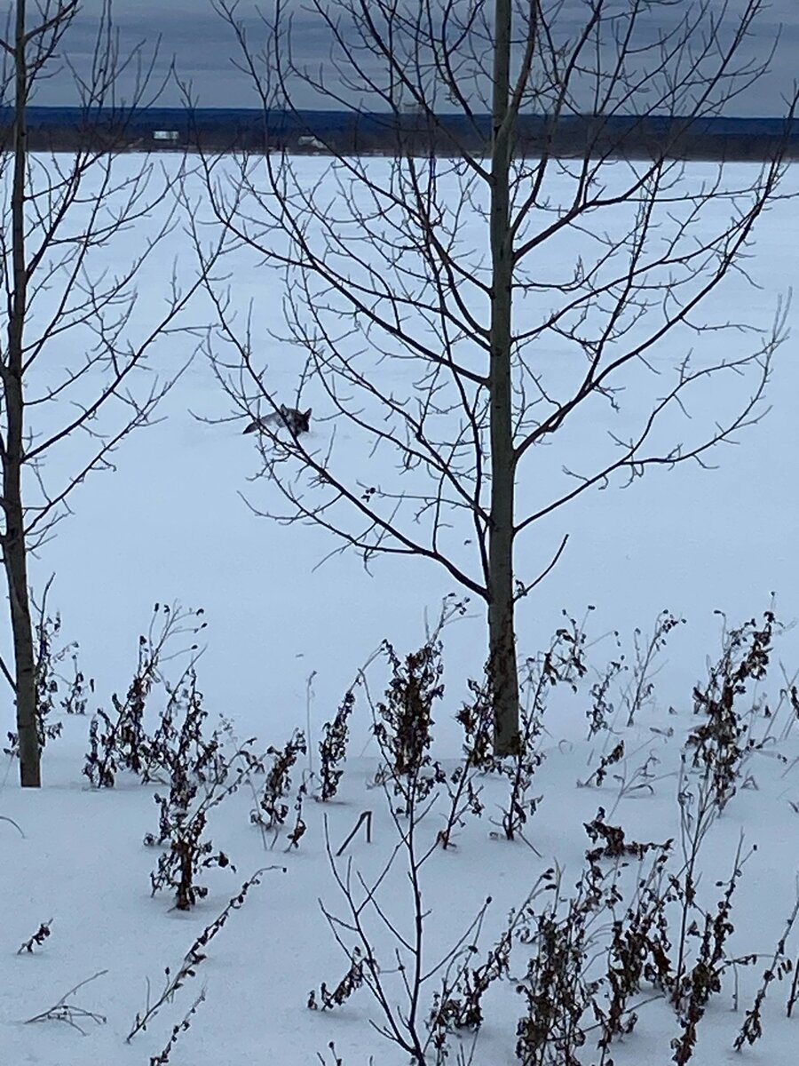 Собака уходила всё дальше и дальше 