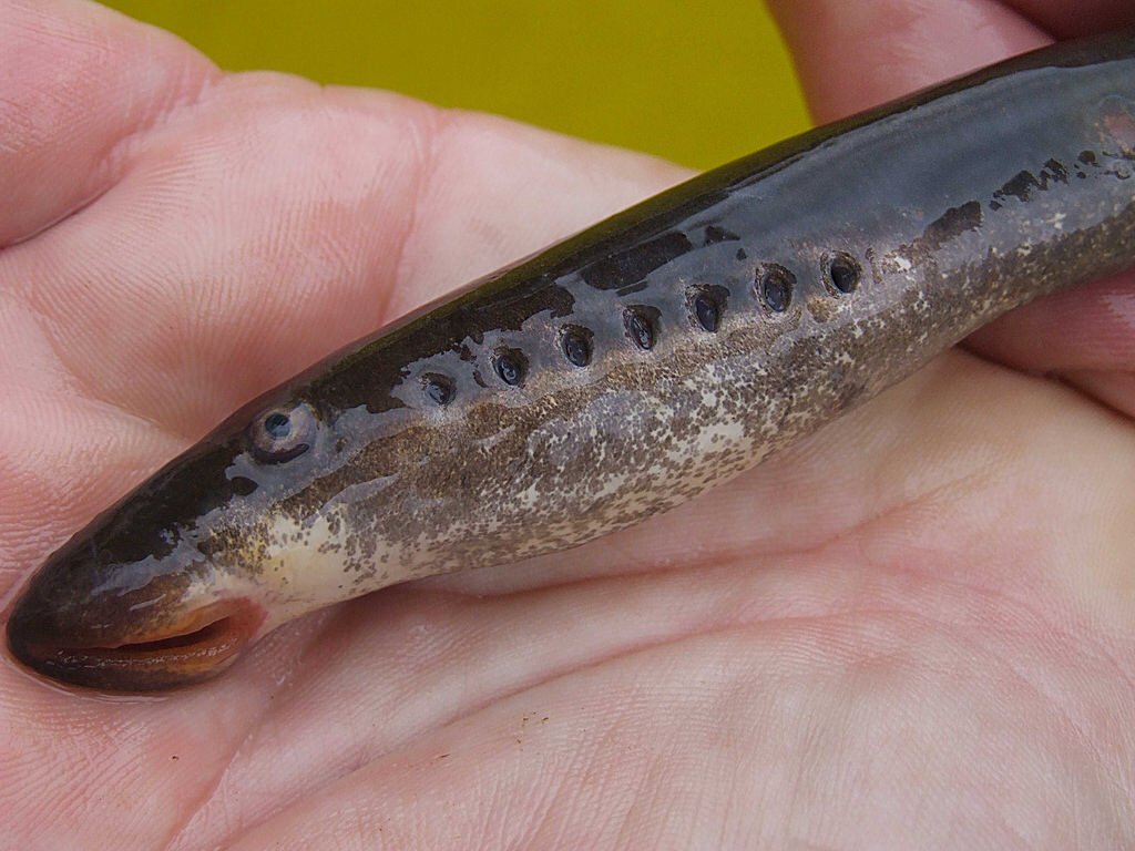 Голова отличается от рыбы. Источник: https://triptonkosti.ru/