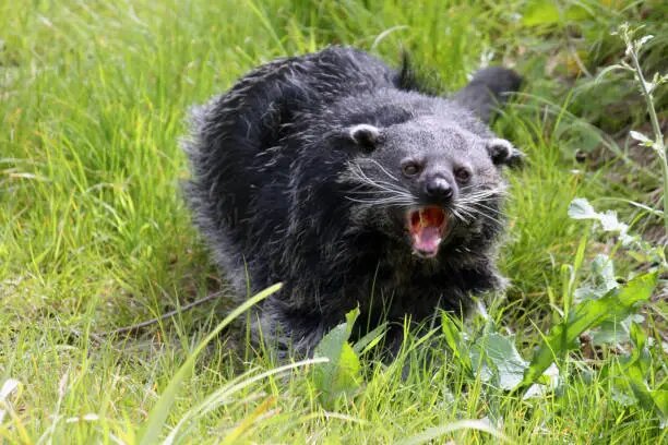 На первый взгляд выглядит внушительно и опасно