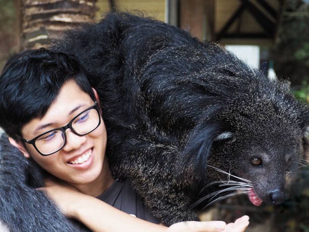 Это лапочка не слезет с вашего плеча, пока её кормят вкусняшками