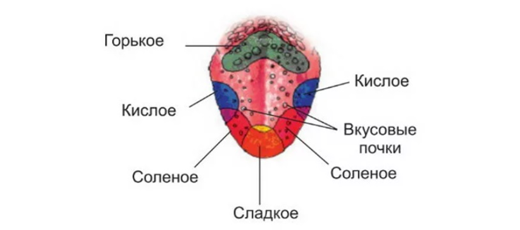 Какие части языка отвечают за вкус. Вкусовые зоны языка схема. Рецепторы вкуса на языке схема. Вкусовые рецепторы на языке схема. Язык восприятие вкусов схема.