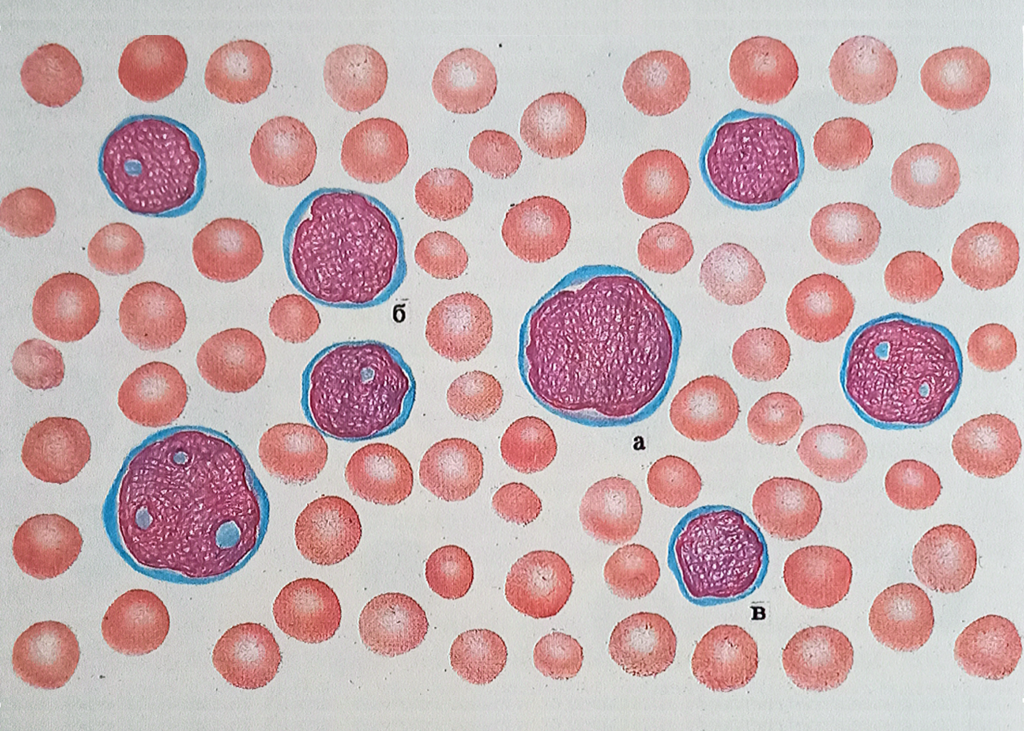 Рисунок 18. Недифференцированные клетки макро-, мезо- и микрогенерации 