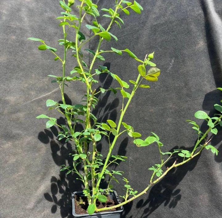 Розы которые являются идеальным выбором для разнообразных климатических ...