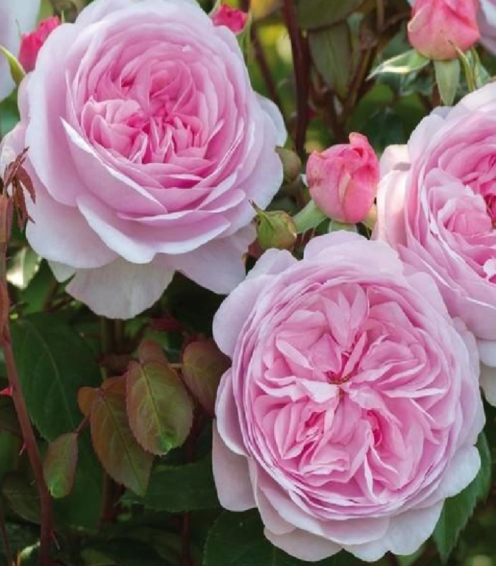 Розы которые являются идеальным выбором для разнообразных климатических ...