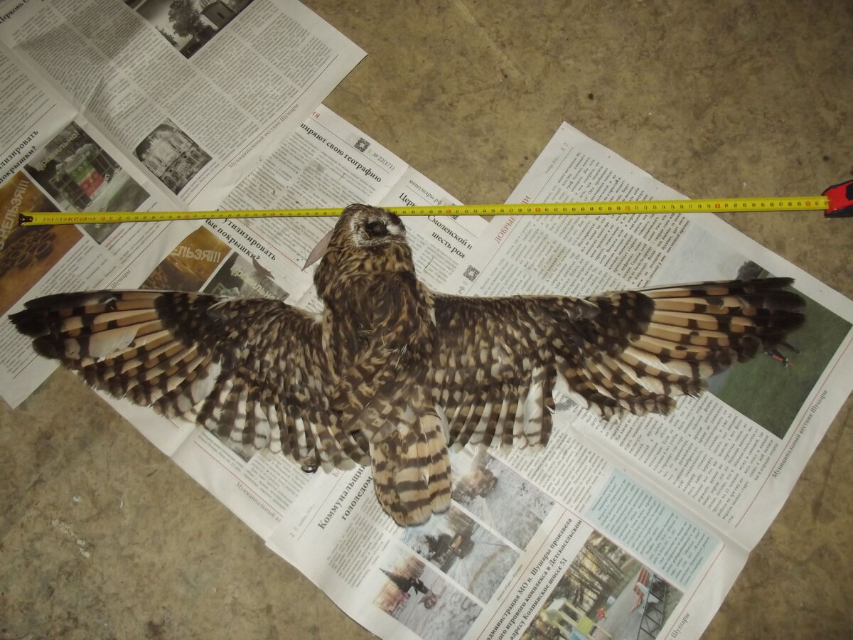 Метровый размах крыльев