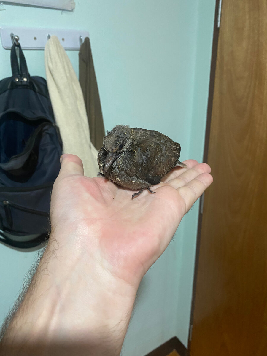 снег лежит. и в зной и в стужу. таю падаю. ловить снежинки ртом. девушка лежит на снегу.