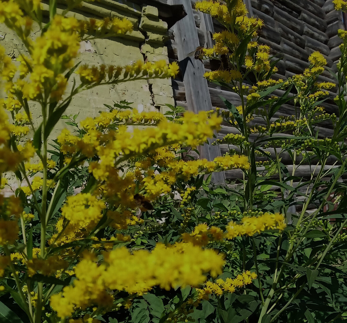 Фото автора канала. Печаль.