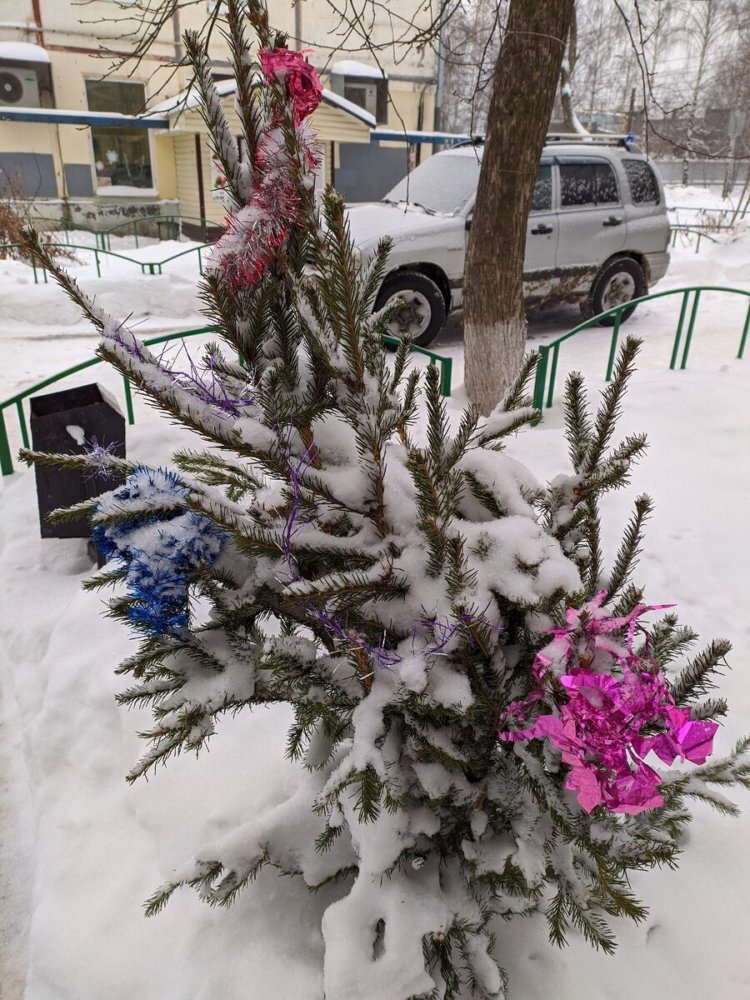    Куда деть новогоднее дерево