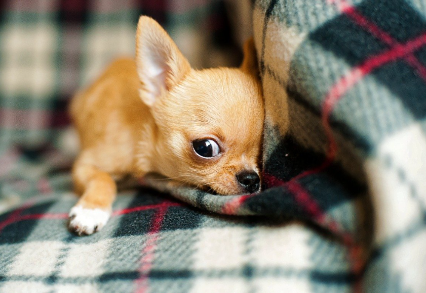 Чихуахуа вряд ли выживет