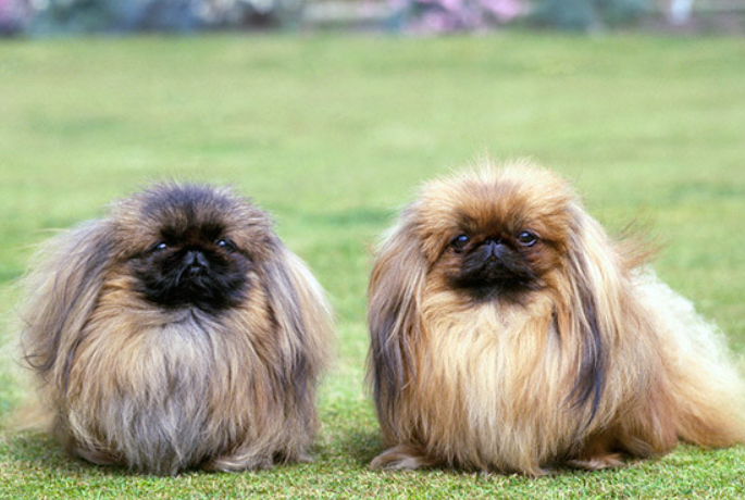 Таким пушистикам вряд ли найдется место в дикой природе