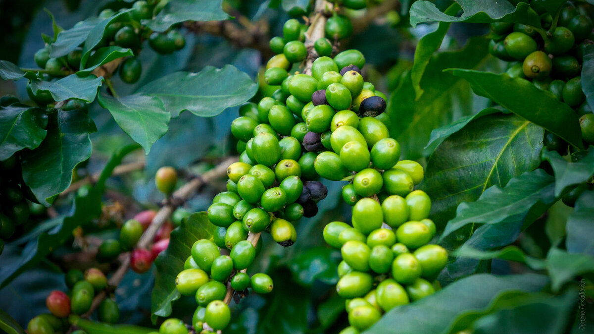 кофе времена года