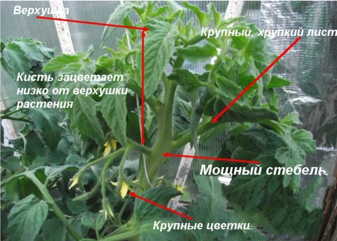 Жирование томатов что делать. Томаты жируют. Жирование помидоров в теплице. Помидоры жируют в теплице.
