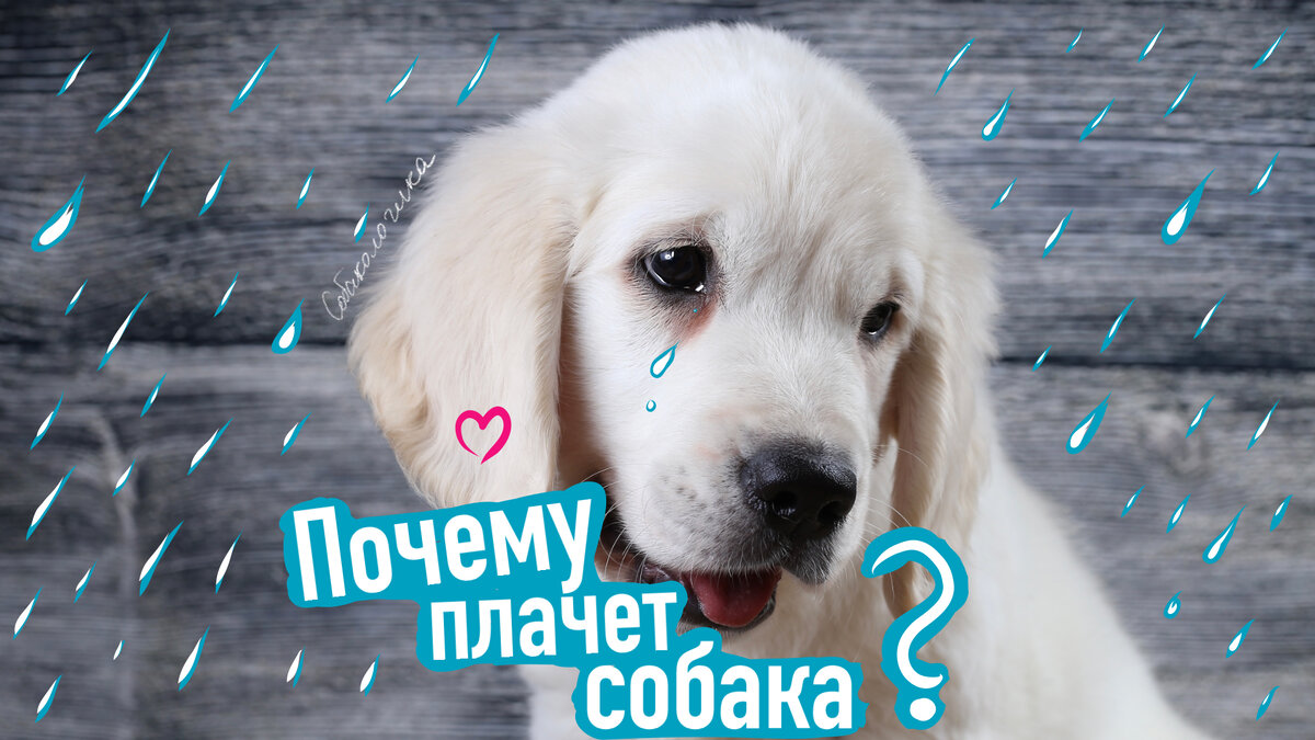 Плачут ли собаки: про слёзные дорожки под глазами у собак ...