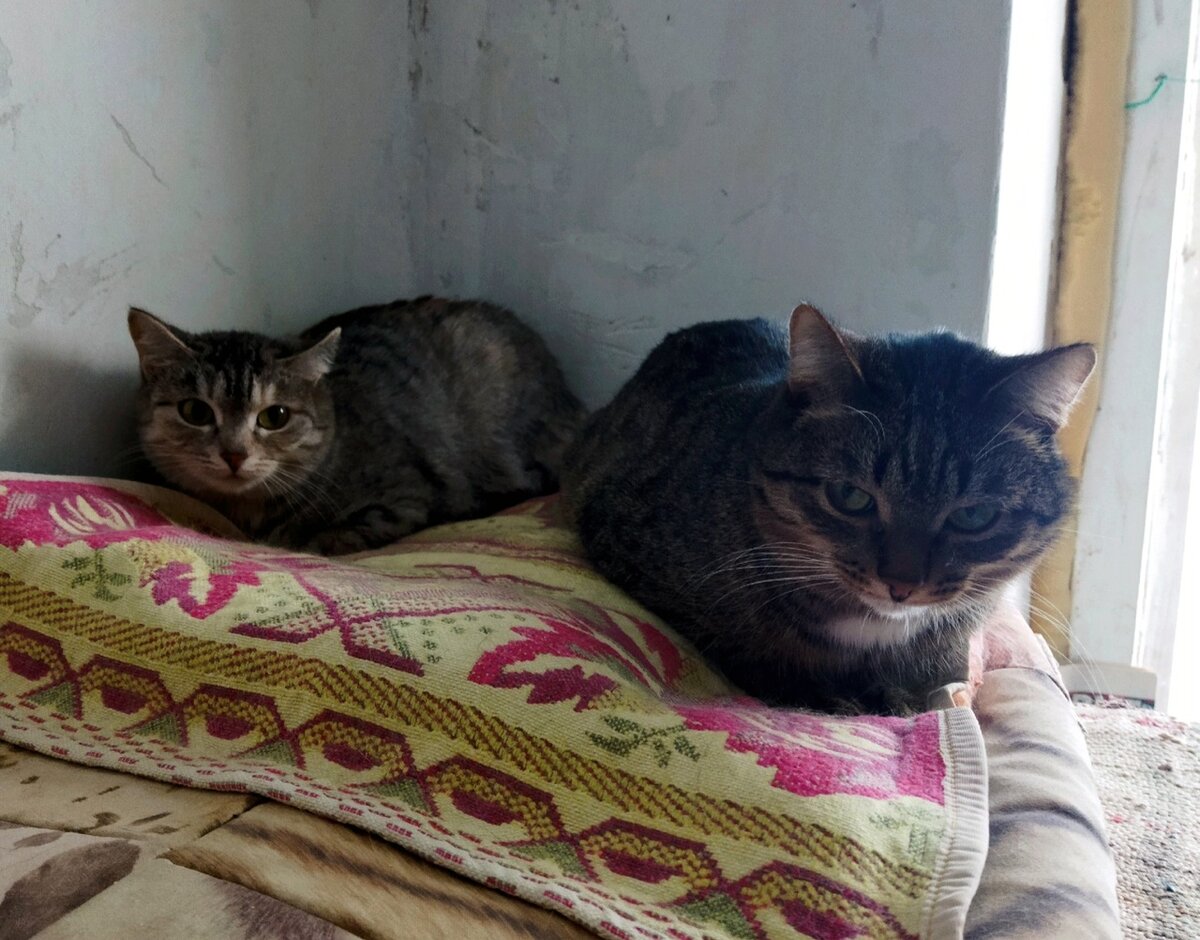 На каких кошек нет аллергии у человека. На каких кошек нет аллергии у человека