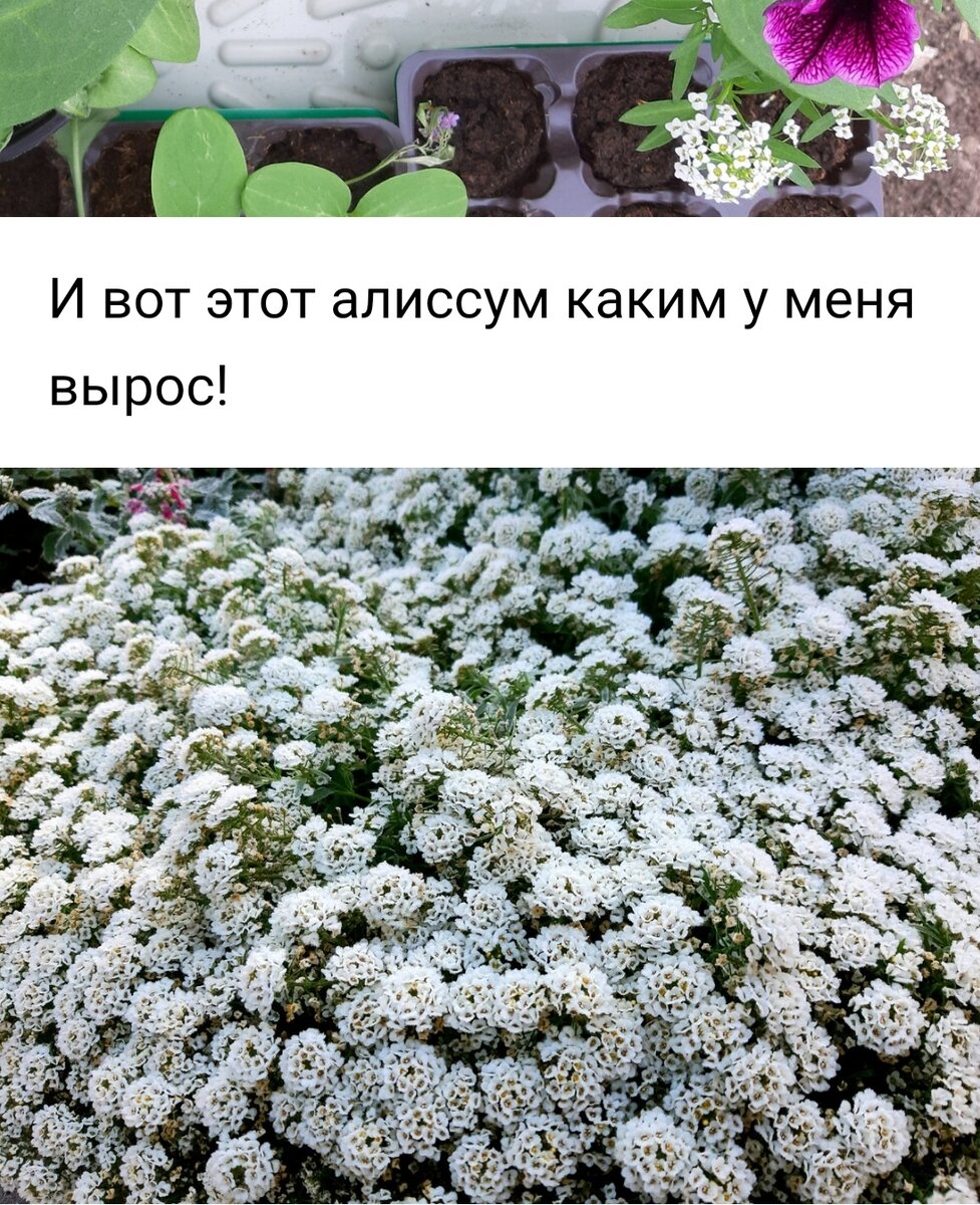 Приятности цитаты. Розария и лилия. Цитаты про цветы. Сочетание роз в букете. Что может быть лучше цветов.