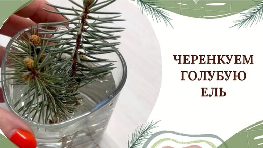 ЧЕРЕНКУЕМ ГОЛУБУЮ ЕЛЬ 🌲