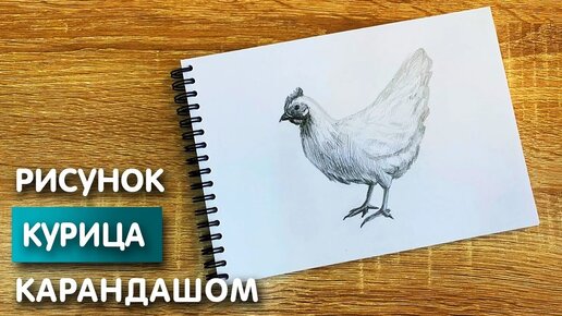 Как нарисовать цыпленка