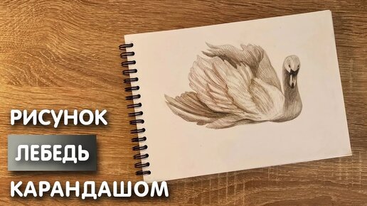 Как нарисовать лебедя поэтапно карандашом или гуашью