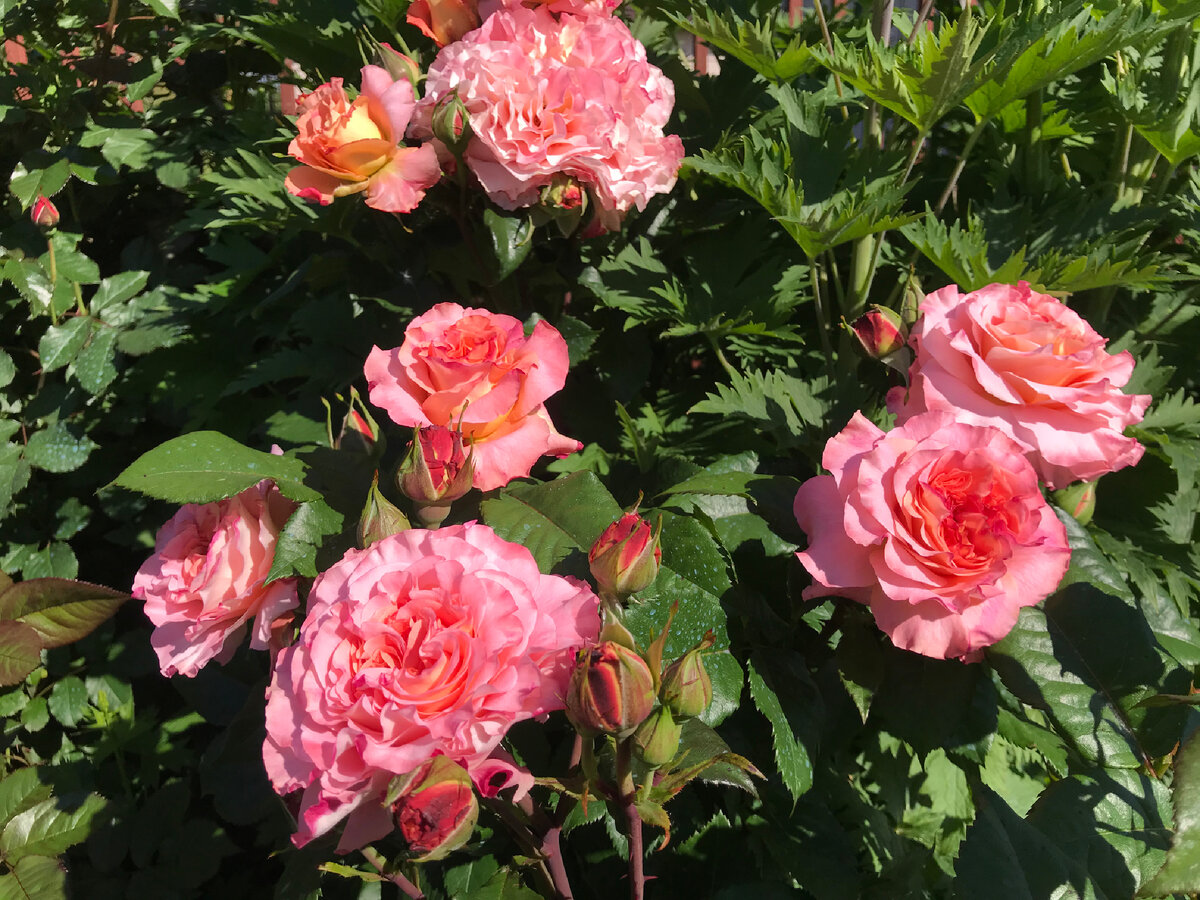 Роза Августа Луиза