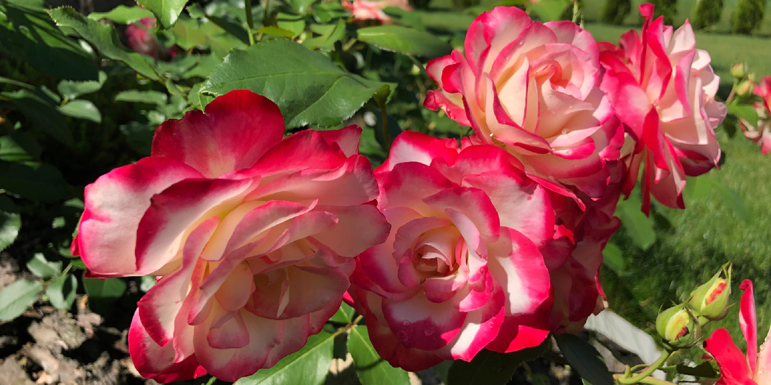 Розы с очень пестрым раскрасом на любителя, а мне они так нравятся