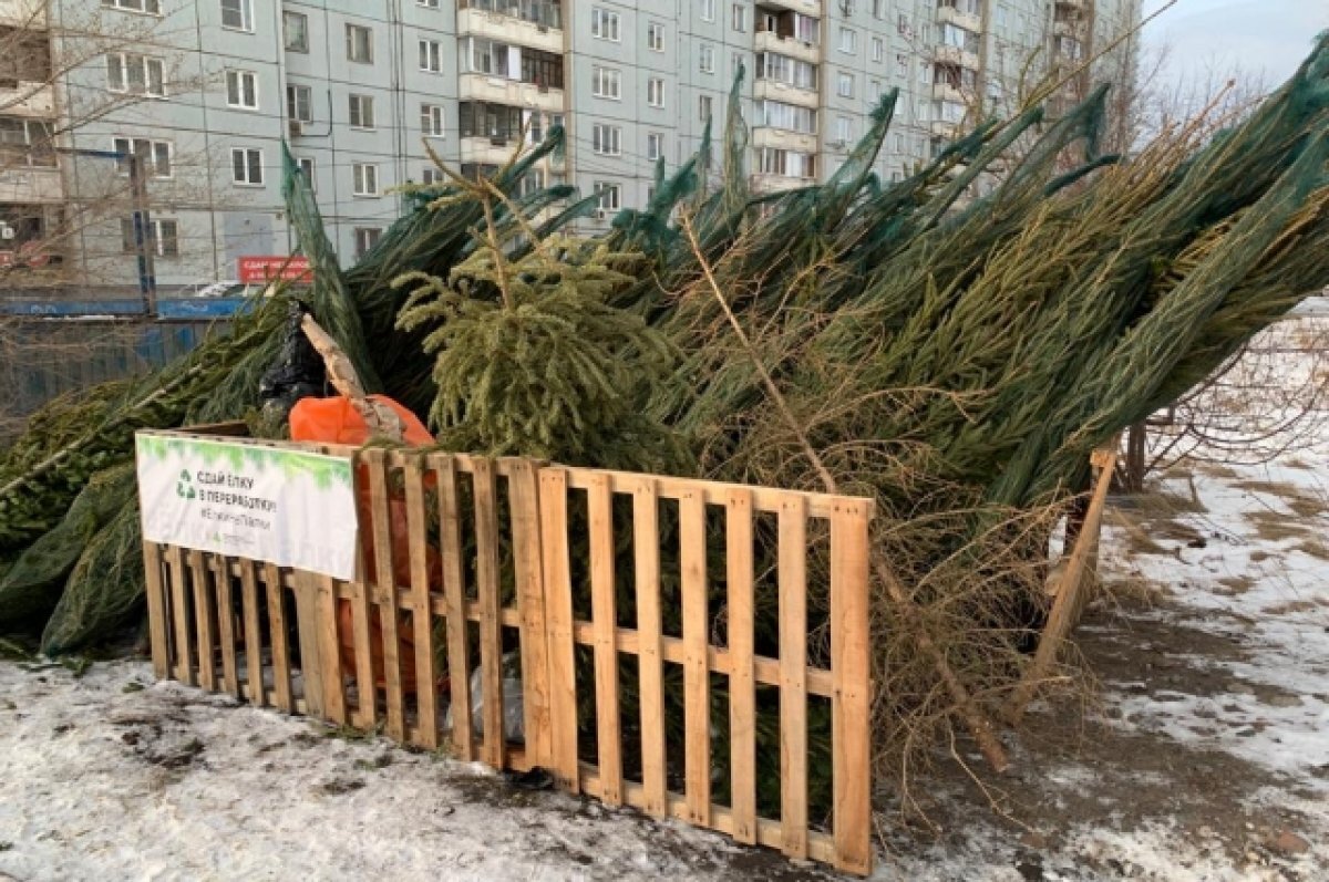    В Красноярке запустят «ёлкомобиль» для сбора отслуживших живых елей