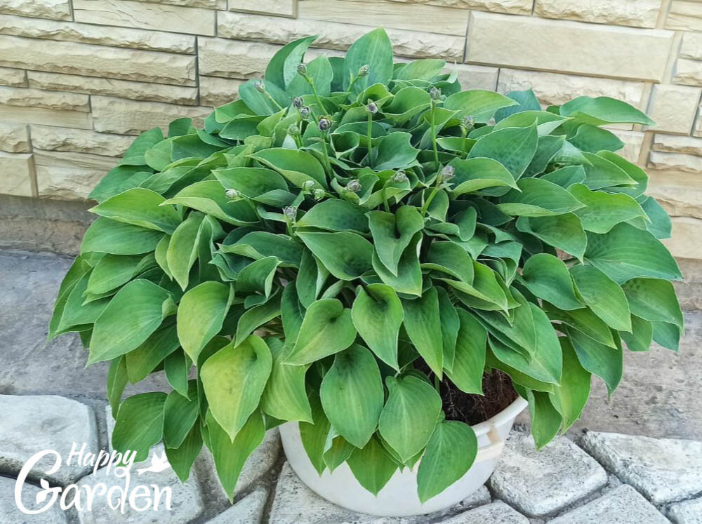 Blue Cadet в моем саду - прародитель хосты Blue Mouse Ears