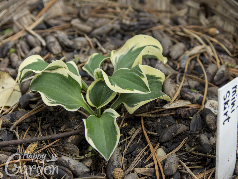 хоста remember me. хоста remember me. хоста ремемба ми сорта. хоста remember me. хост ми.