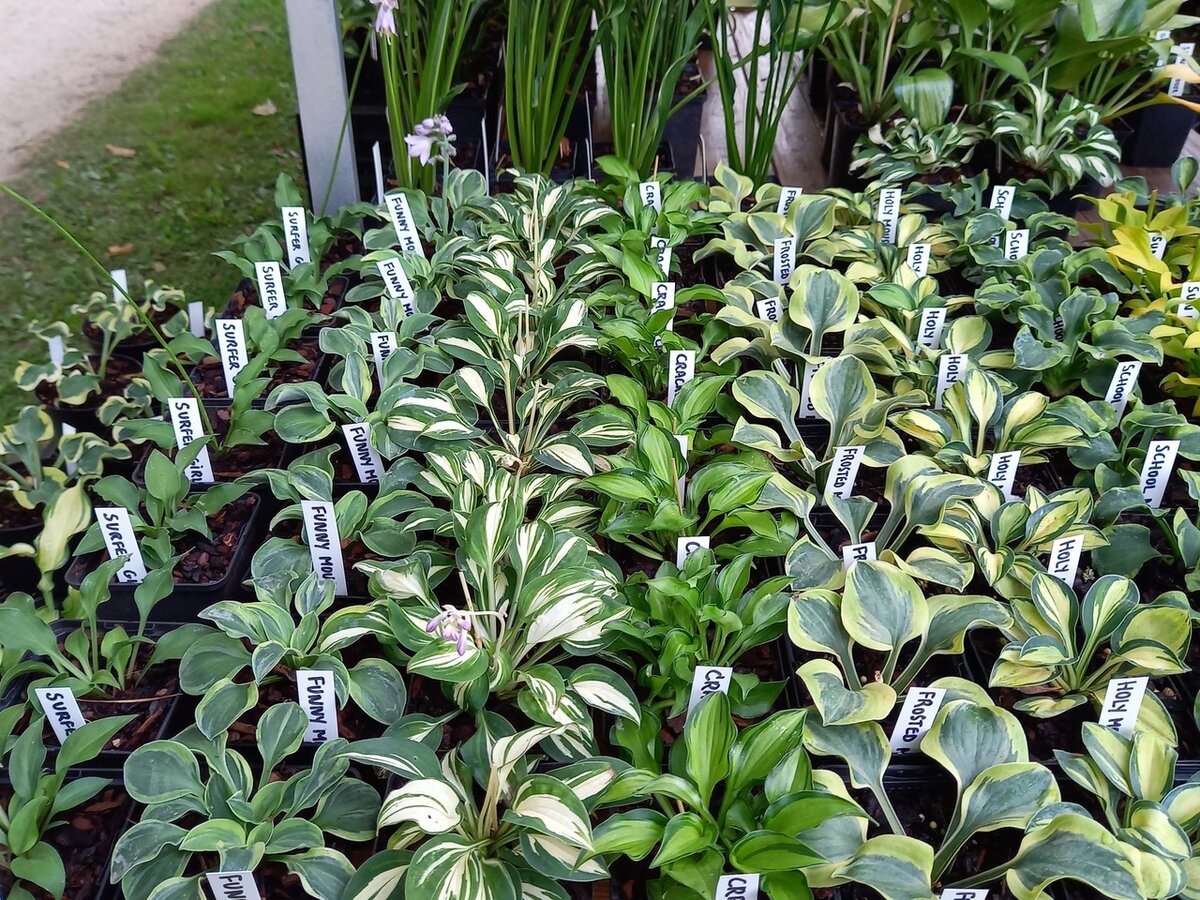 Хоста icy halo. Хоста ферст данс. Хоста уан ласт дэнс фото и описание. Хоста one last dance. Хоста уан ласт дэнс.