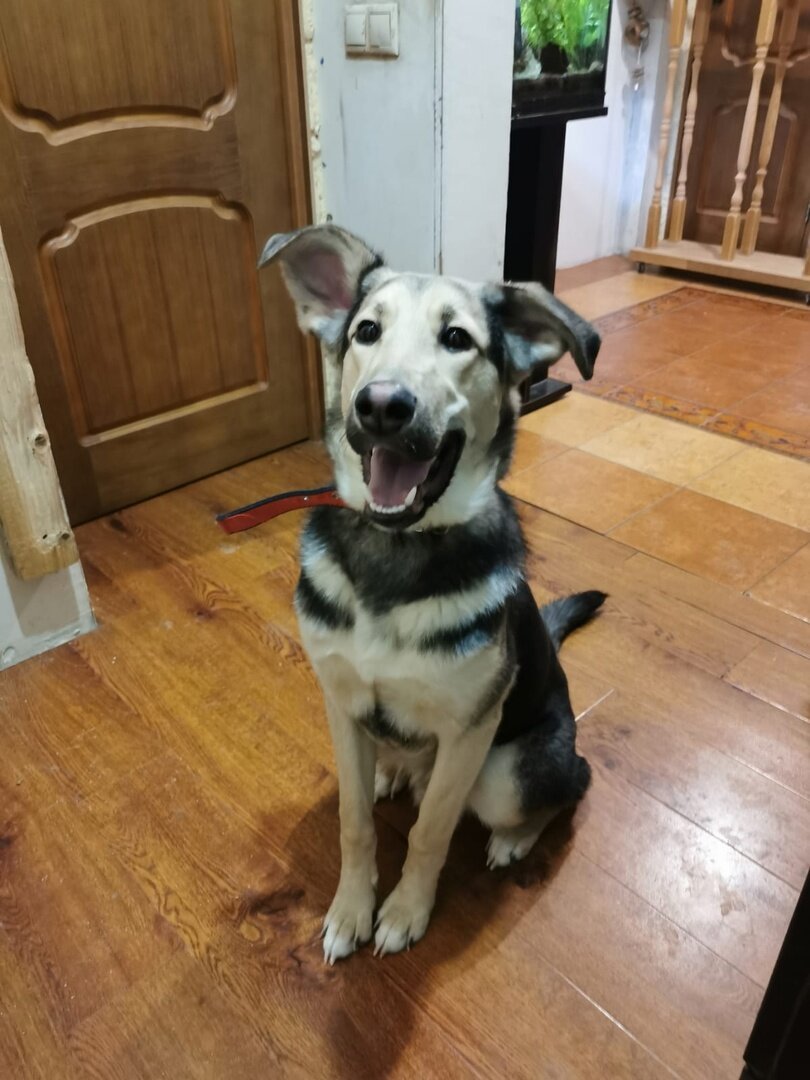 Ушки-лопоушки