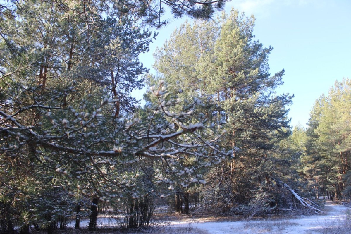    Незаконную рубку леса обнаружили в Смоленской области