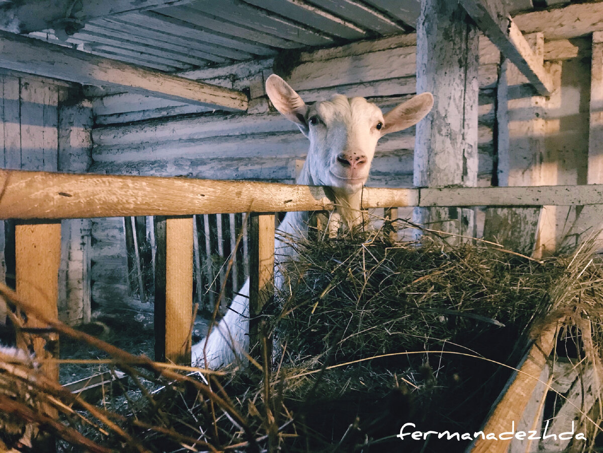 сколько козлят рожает коза