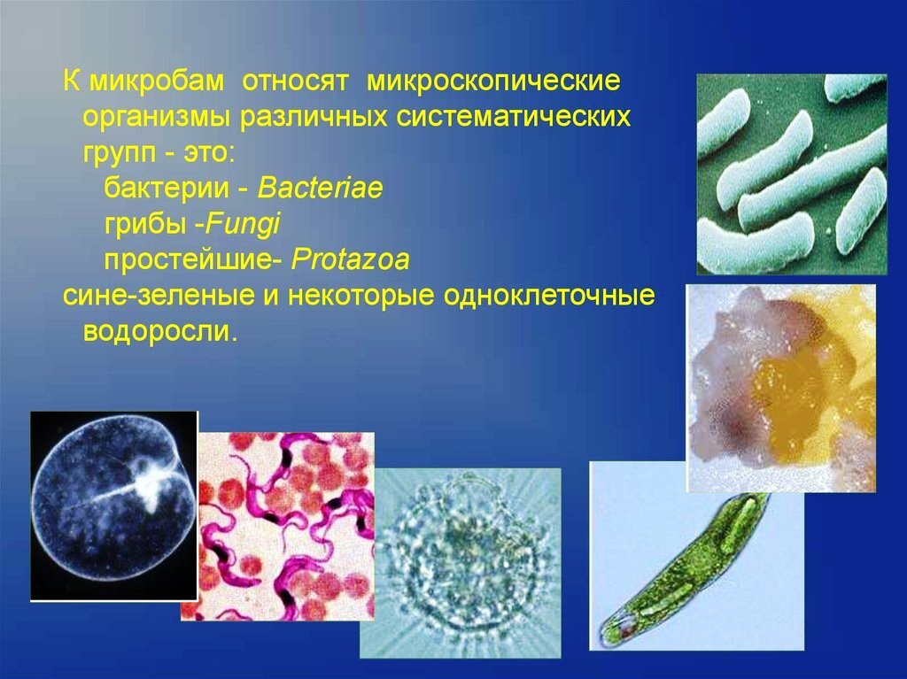 Приведите три примера бактерии