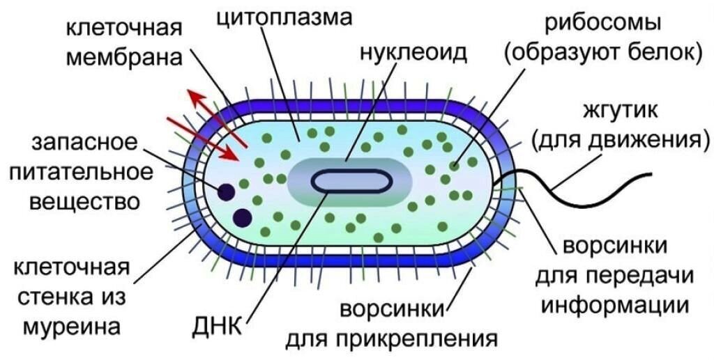 Схема строения бактериальной клетки. Схема клетки бактерии. Строение бактериальной клетки рисунок. Схема строения бактериальной клетки биология. При резких изменениях температуры бактериальная клетка образует