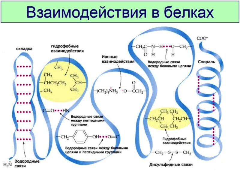 Виды препаратов микроорганизмов