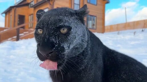 Обычный день в деревне 😸🐾