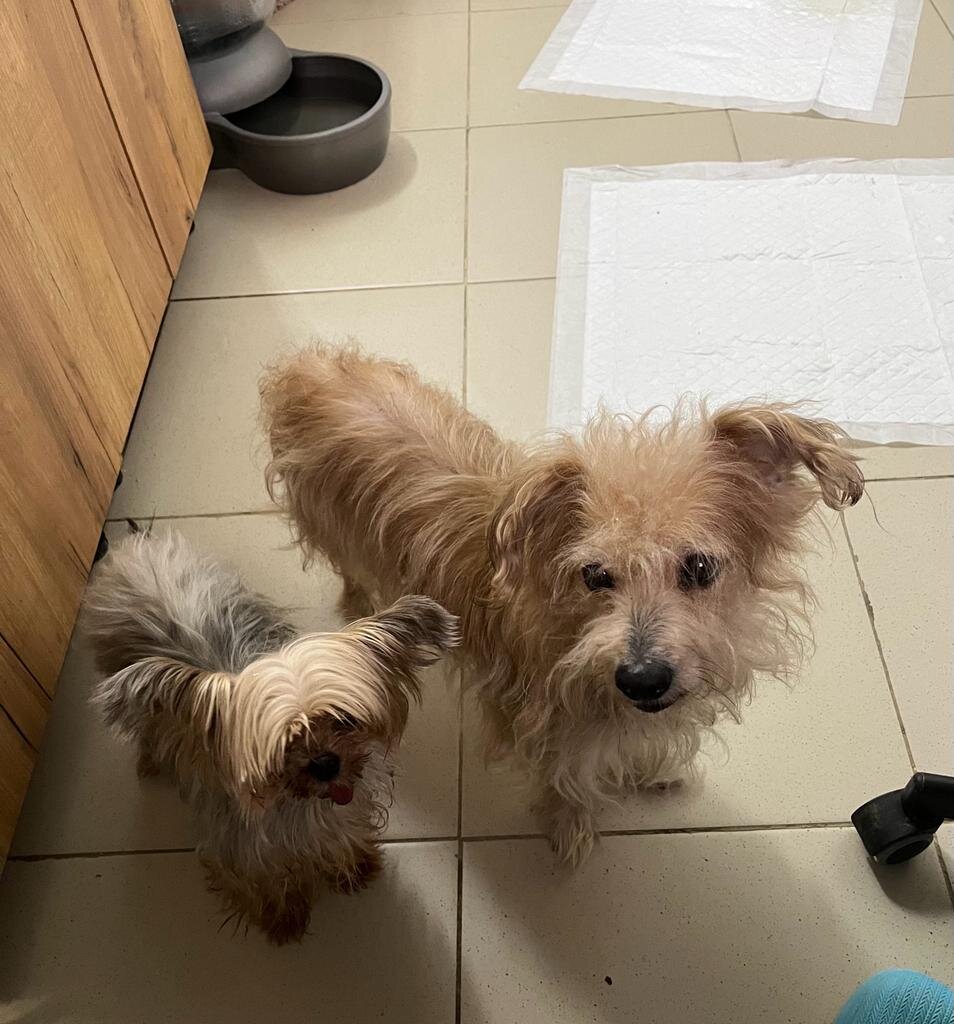 Вместе с малышом Трампом.