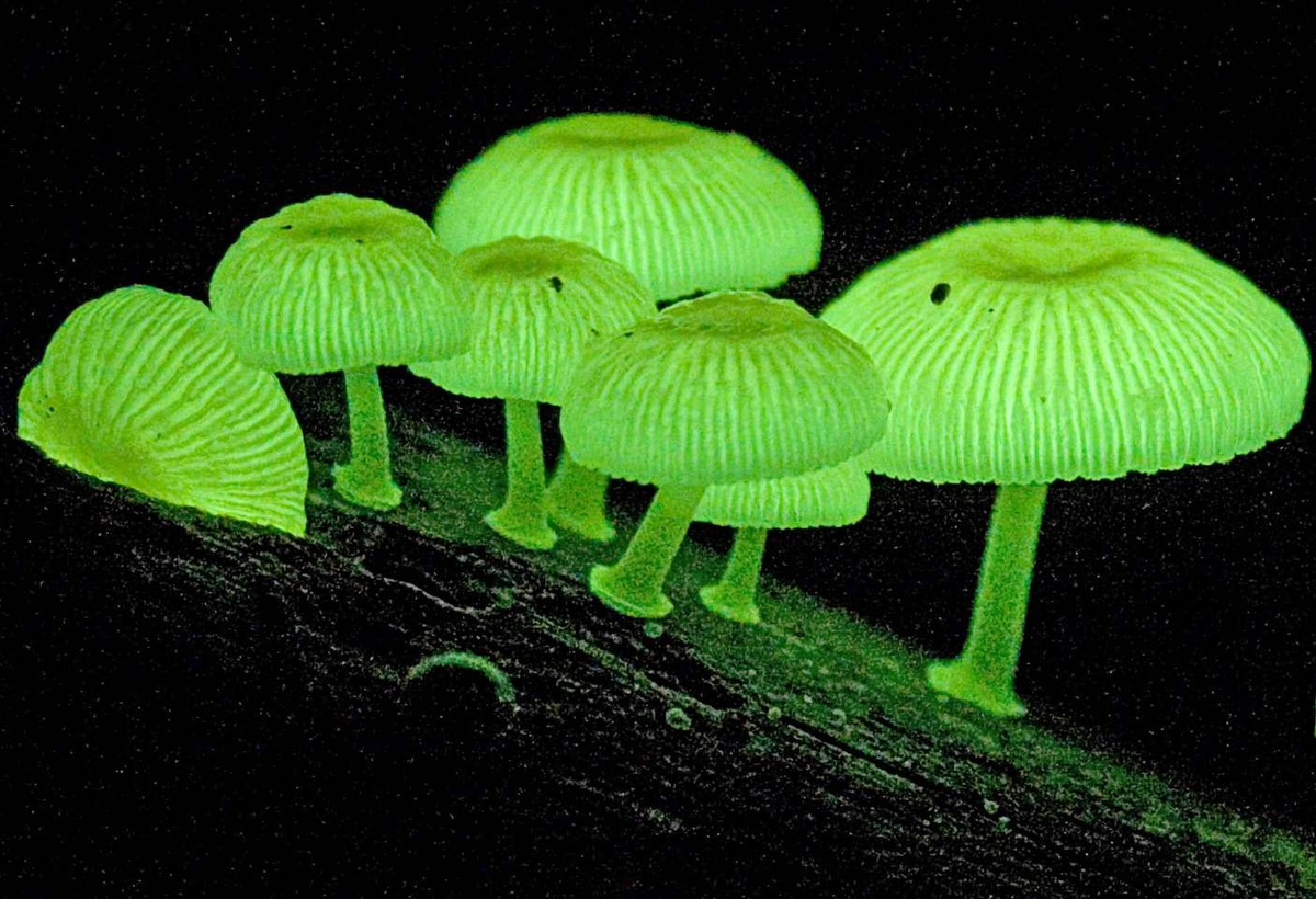 Грибы живые существа. Мицена хлорофос гриб. Mycena LUXAETERNA. Биолюминесцентный гриб Mycena chlorophos. Poromycena manipularis.