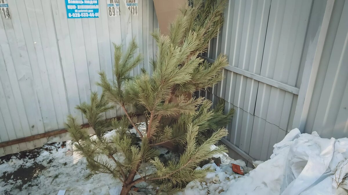 Когда убирают елку дома после нового года. Когда убирают елку дома после нового года. Какого числа убирают елку. Убираем новогодниюелка. Какого числа убирают елку.