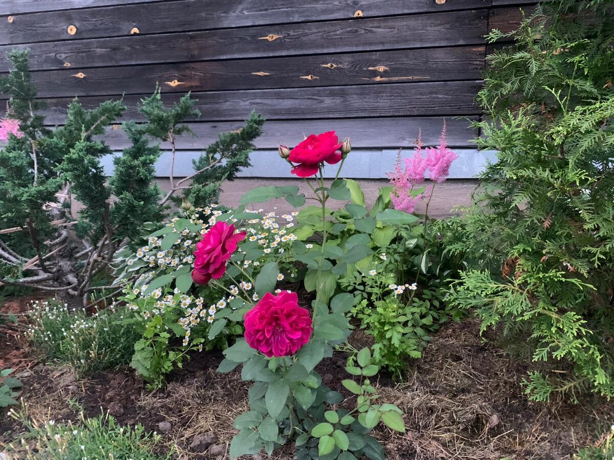 Дарси Басселл в моём саду 