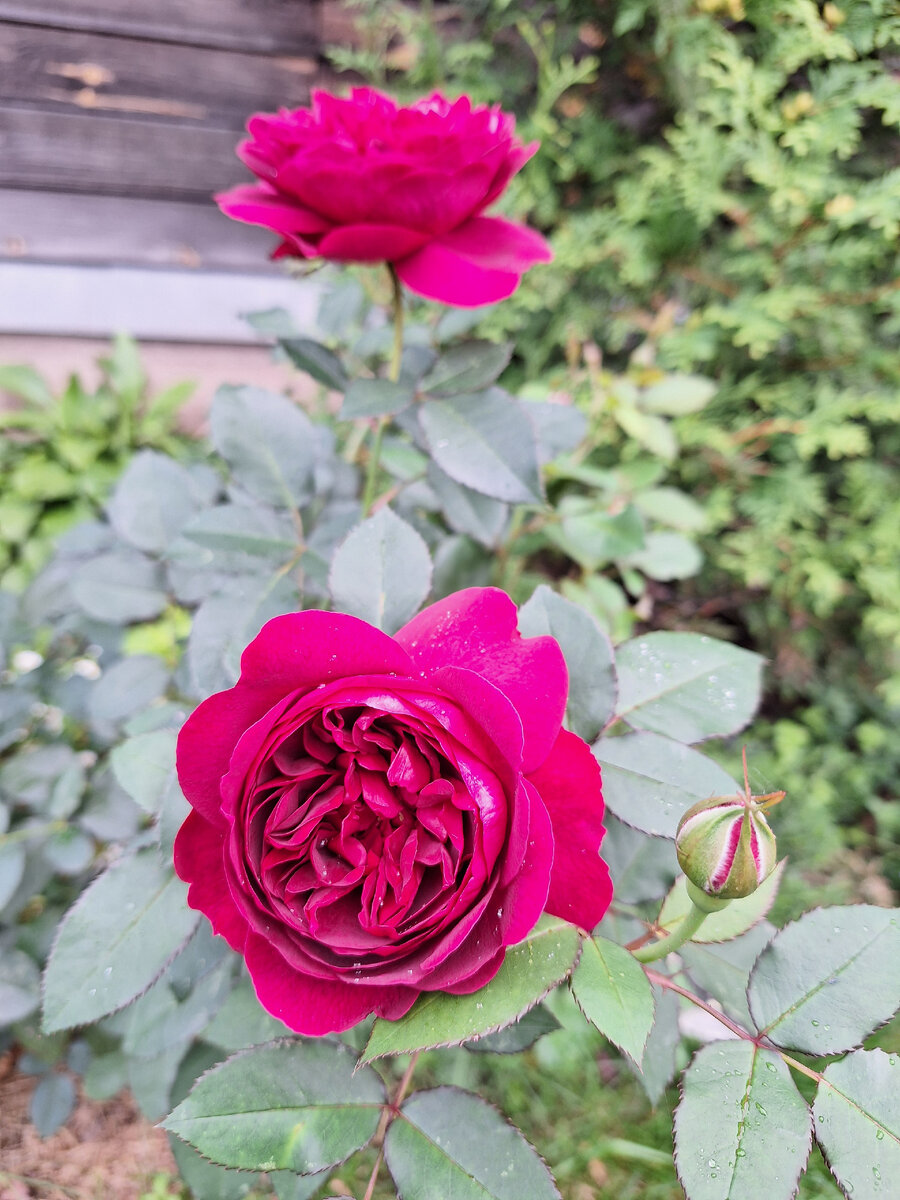 Дарси Басселл в моем саду