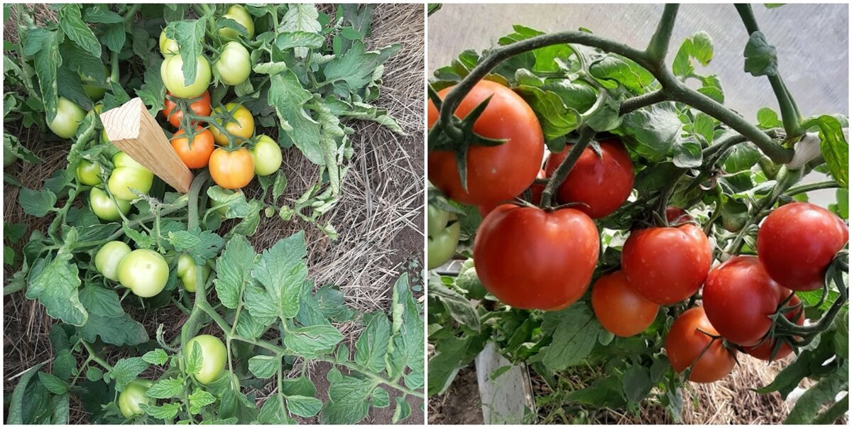 Beorange томат. семена. сорта помидоров для теплиц фото. сорта помидоров для теплиц фото. сорта томатов для тверской области для теплиц.