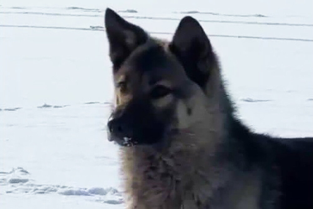     Фото: gorod_vl / Telegram