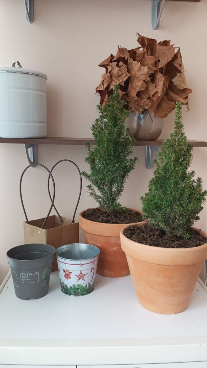 Пересадила после покупки, этим саженцам примерно 3 года