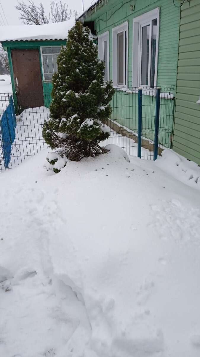 Самому старому нашему экземпляру 18 лет, и вот так мы его снежком прикопали