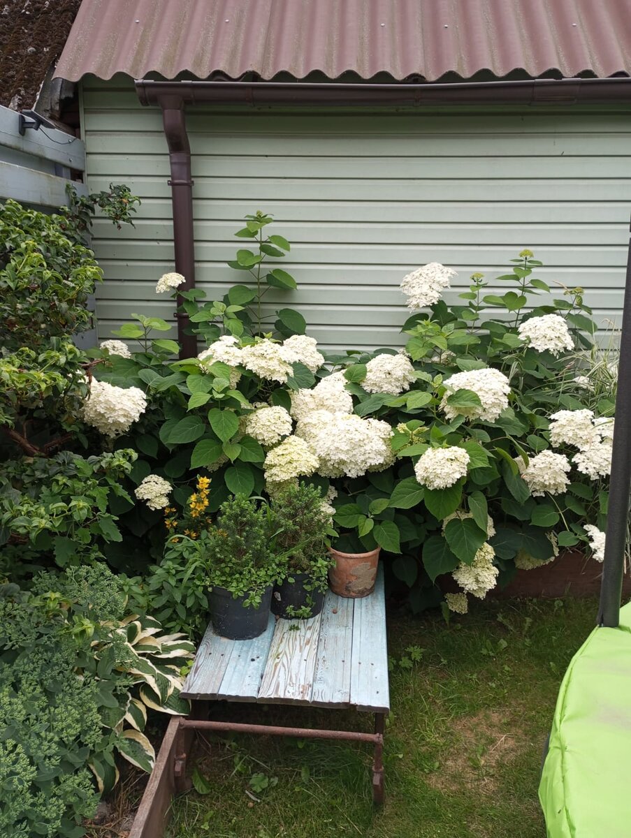 Здесь еще спустя пару лет, этим елочкам около 5 лет