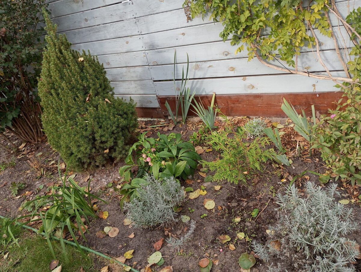 Этой елке 10 лет