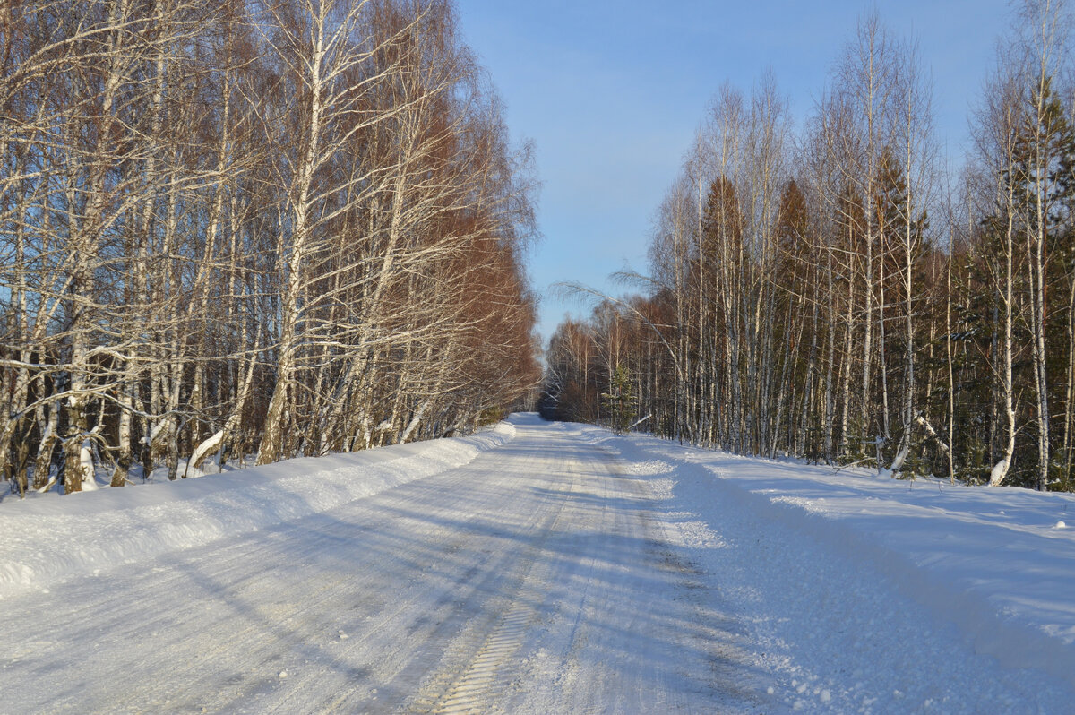 Дорога в лесу. Фото автора