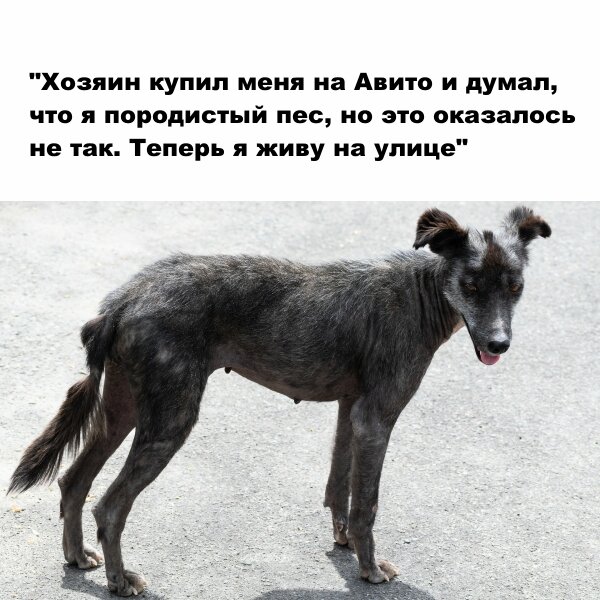 Проблема бездомных животных может быть решена только сообща. Привлекаем внимание к проблеме - это уже 50% успеха.